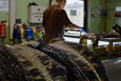 La Patrie - Una fase di lavorazione delle pelli