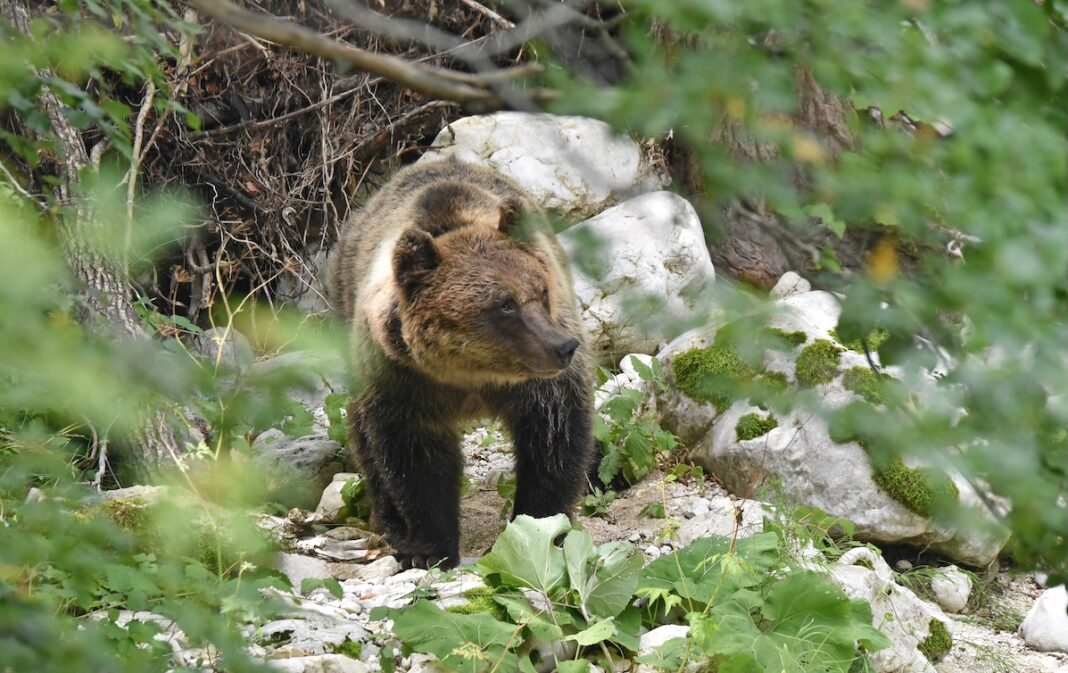 Orso bruno marsicano - Foto di Angelina Iannarelli -