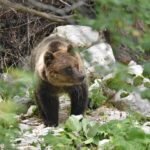 Orso bruno marsicano - Foto di Angelina Iannarelli -