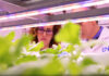 Enea PharmaGreen